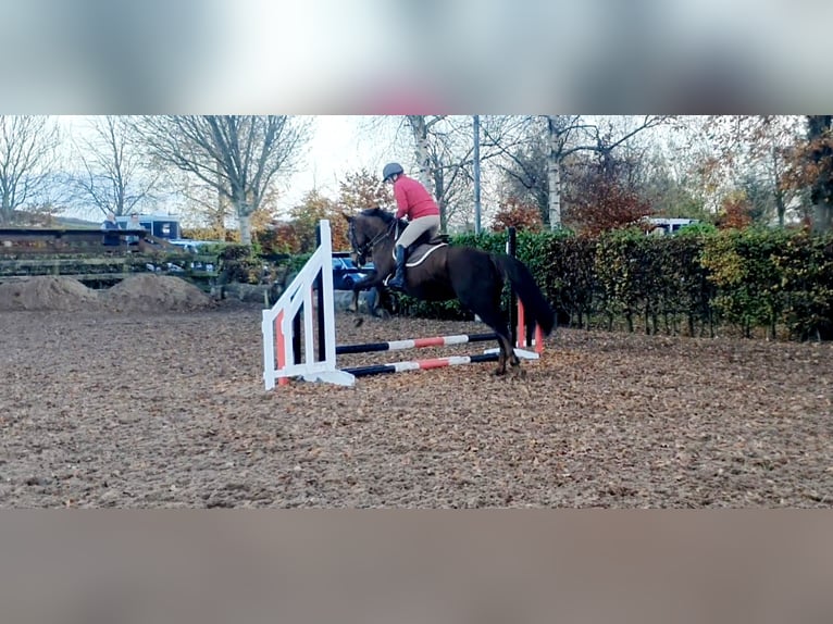 Cheval de sport irlandais Jument 7 Ans 160 cm Alezan brûlé in Co.Leitrim