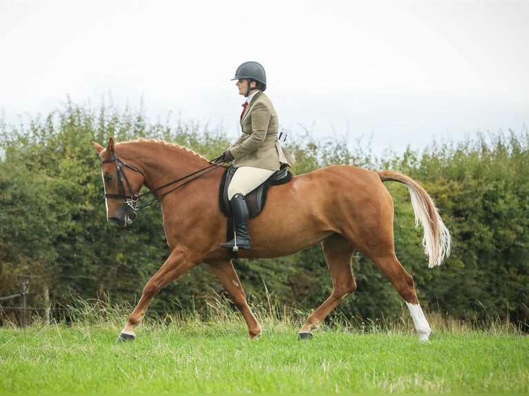 Cheval de sport irlandais Jument 7 Ans 160 cm Alezan brûlé in Carlow
