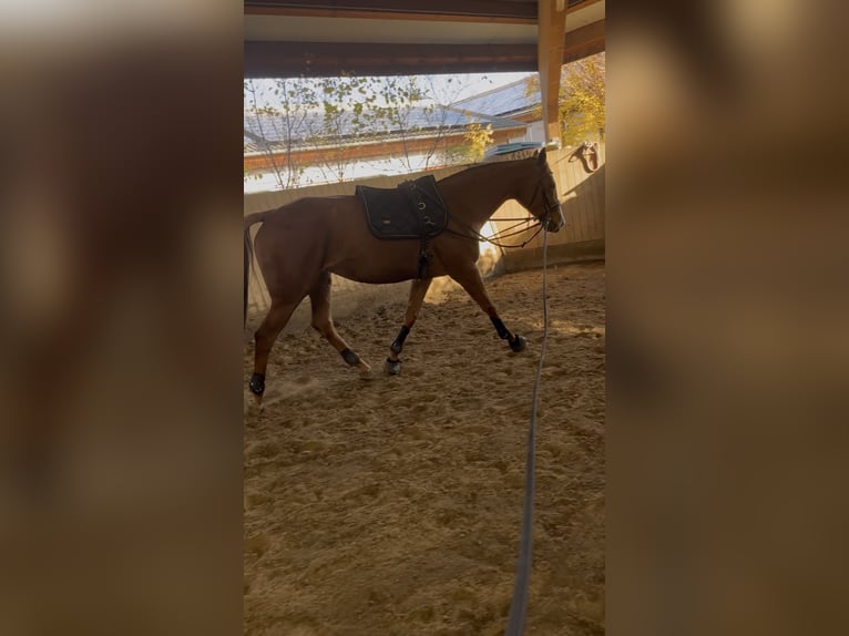 Cheval de sport irlandais Jument 7 Ans 160 cm Alezan in Frankfurt am Main