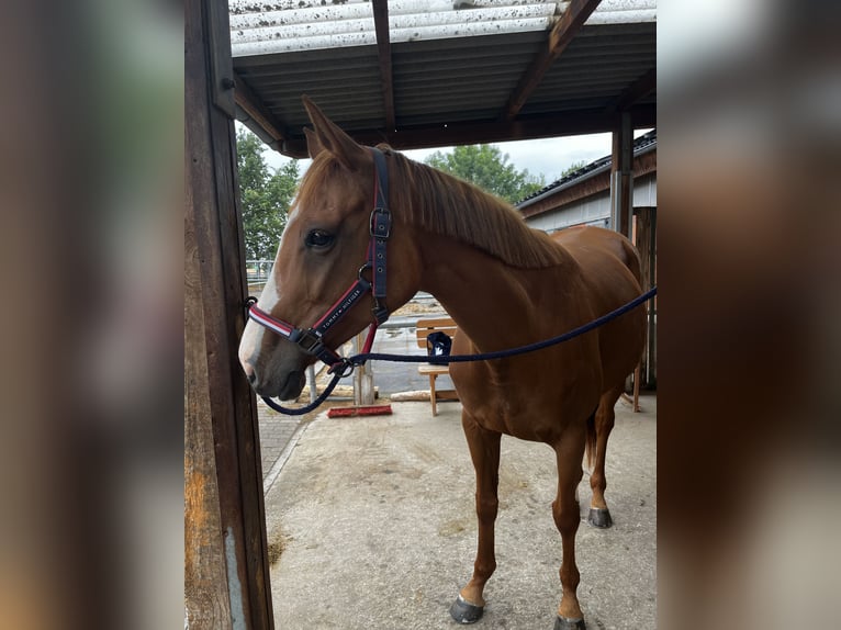Cheval de sport irlandais Jument 7 Ans 160 cm Alezan in Frankfurt am Main
