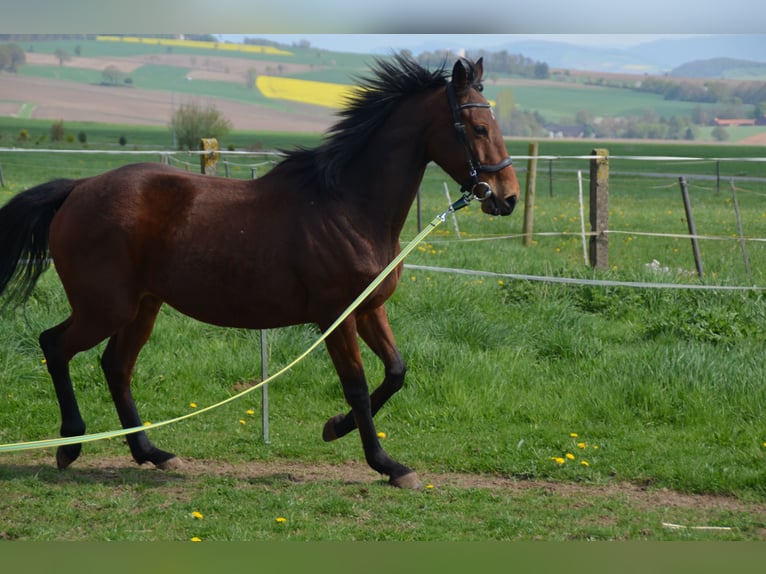 Cheval de sport irlandais Jument 7 Ans 160 cm Bai in Aerzen