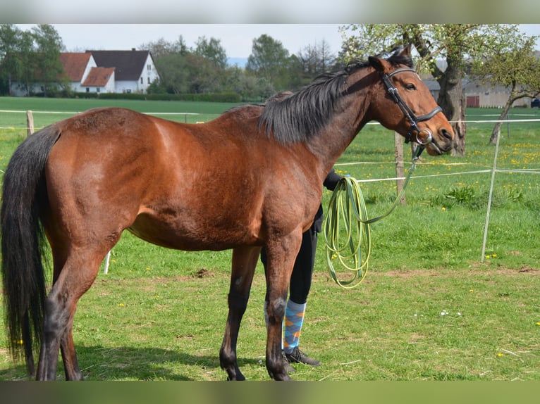 Cheval de sport irlandais Jument 7 Ans 160 cm Bai in Aerzen