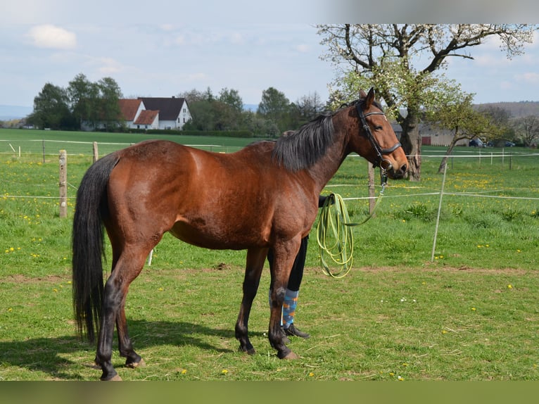 Cheval de sport irlandais Jument 7 Ans 160 cm Bai in Aerzen
