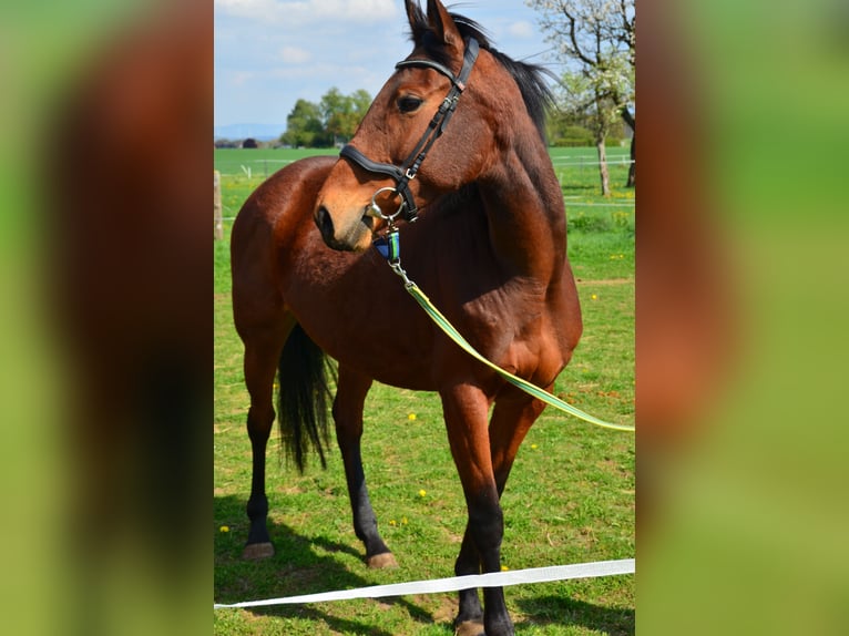 Cheval de sport irlandais Jument 7 Ans 160 cm Bai in Aerzen