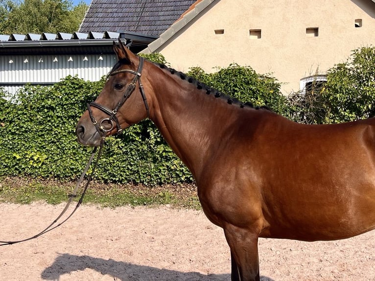 Cheval de sport irlandais Jument 7 Ans 160 cm Bai in Sonnefeld