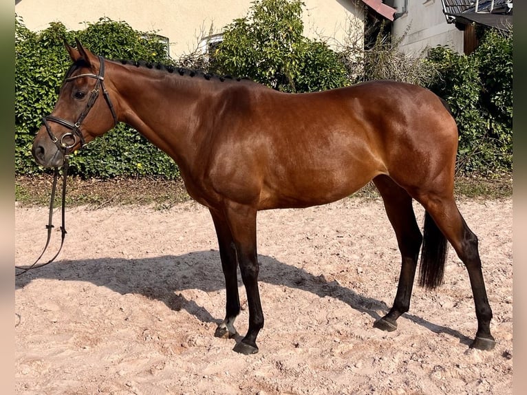 Cheval de sport irlandais Jument 7 Ans 160 cm Bai in Sonnefeld