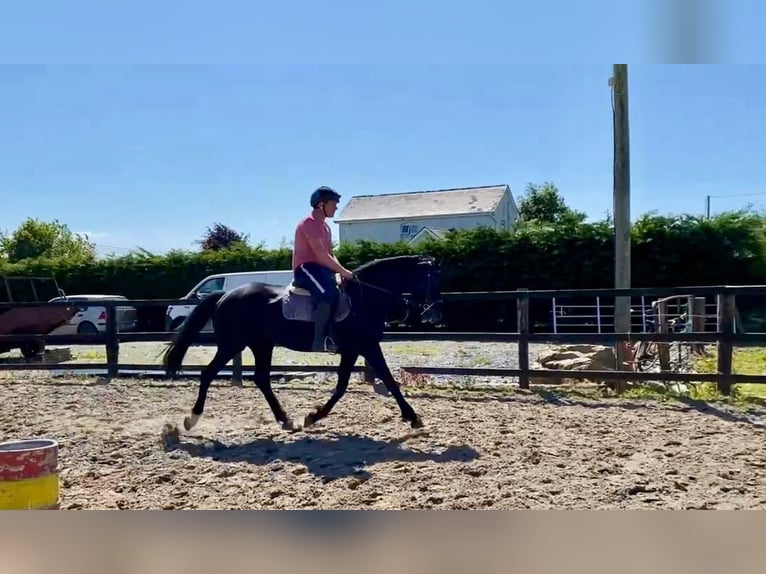 Cheval de sport irlandais Jument 7 Ans 160 cm Noir in Sligo