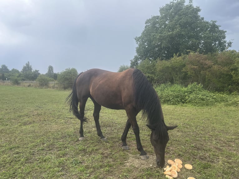 Cheval de sport irlandais Jument 7 Ans 160 cm Noir in Wiesbaden