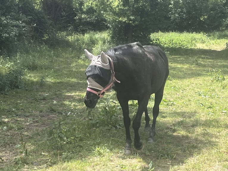 Cheval de sport irlandais Jument 7 Ans 160 cm Noir in Wiesbaden