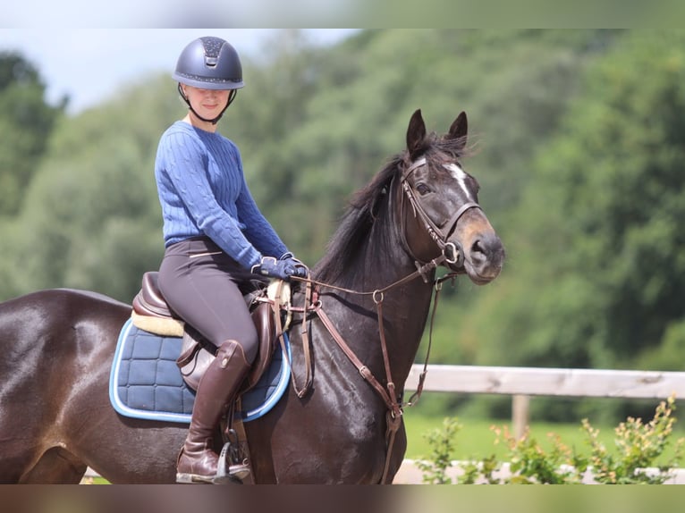 Cheval de sport irlandais Jument 7 Ans 160 cm Noir in Pepingen