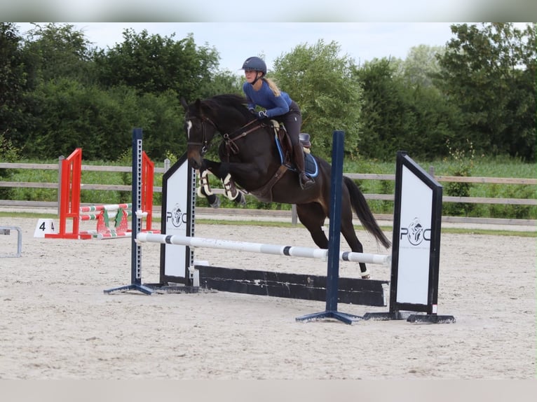 Cheval de sport irlandais Jument 7 Ans 160 cm Noir in Pepingen
