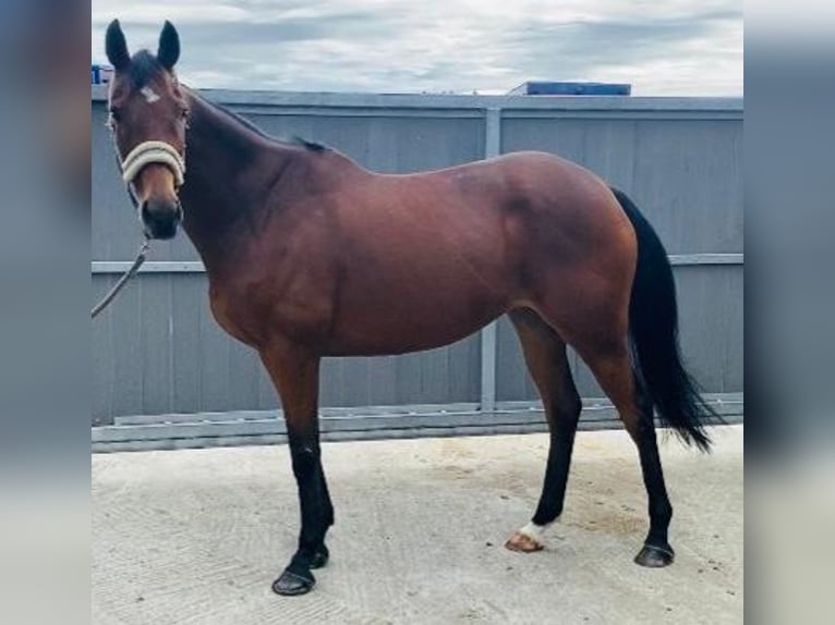 Cheval de sport irlandais Jument 7 Ans 162 cm Bai in Gummern