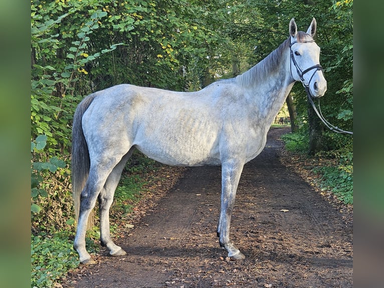 Cheval de sport irlandais Jument 7 Ans 162 cm Gris pommelé in Nettetal