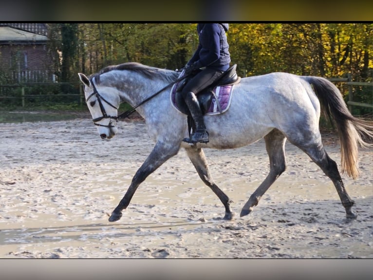 Cheval de sport irlandais Jument 7 Ans 162 cm Gris pommelé in Nettetal