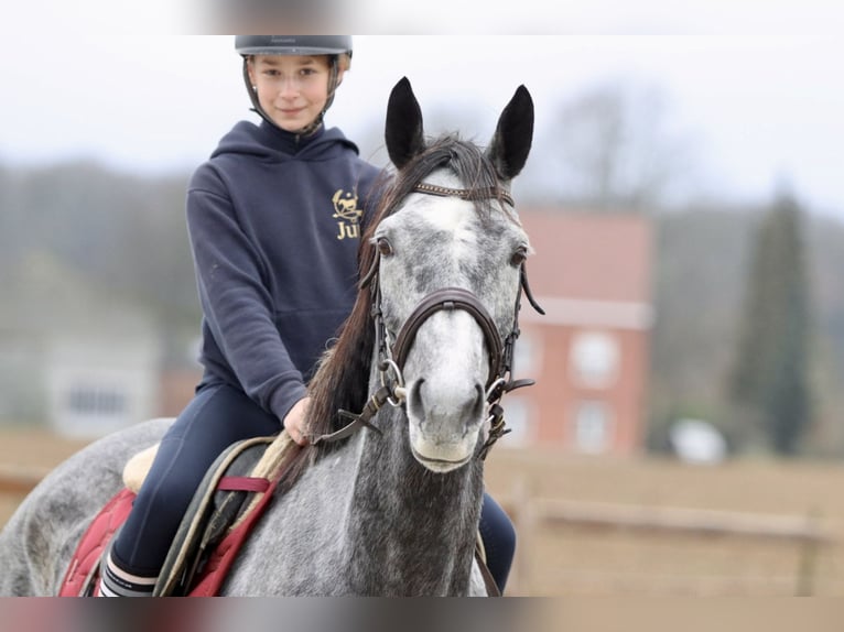 Cheval de sport irlandais Jument 7 Ans 162 cm Rouan bleu in Bogaarden