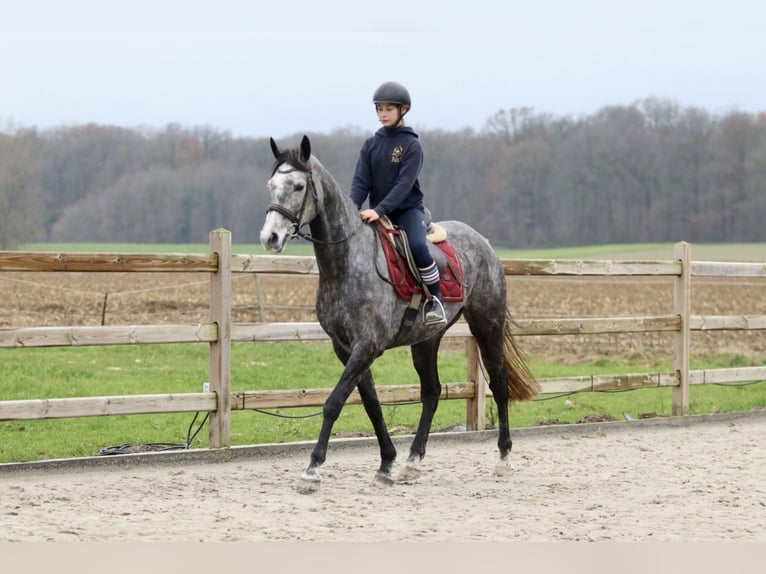 Cheval de sport irlandais Jument 7 Ans 162 cm Rouan bleu in Bogaarden