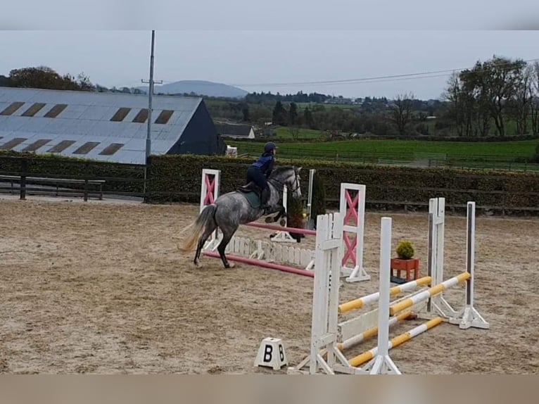 Cheval de sport irlandais Jument 7 Ans 163 cm Gris in Drumshanbo