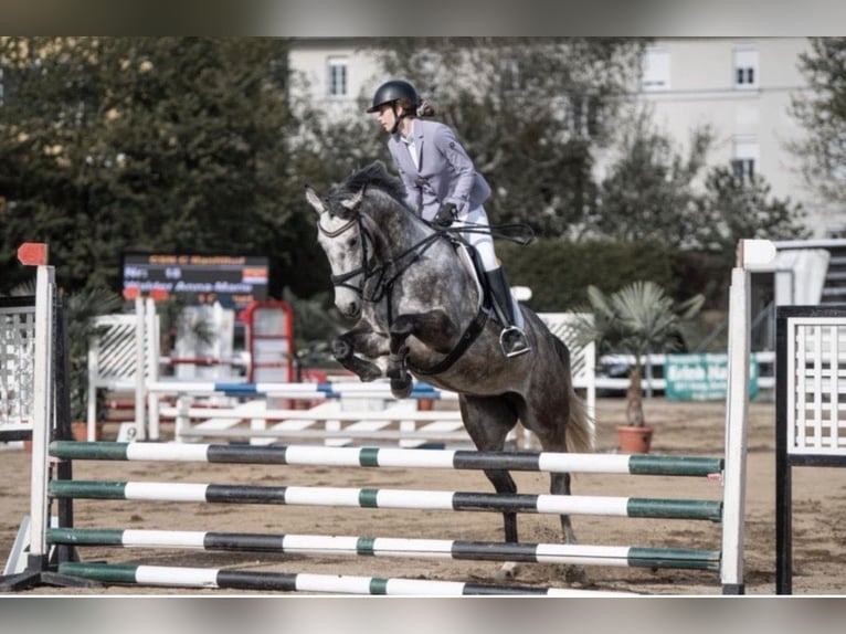 Cheval de sport irlandais Jument 7 Ans 164 cm Gris in Schkopau
