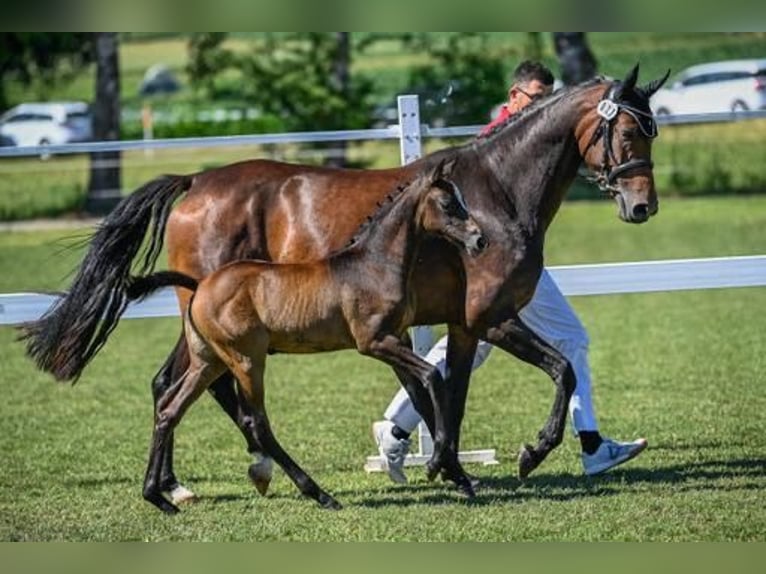 Cheval de sport irlandais Jument 7 Ans 165 cm Bai brun in Bronschhofen