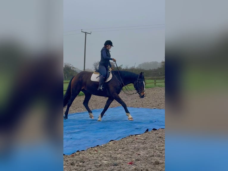 Cheval de sport irlandais Jument 7 Ans 165 cm Bai cerise in Kent