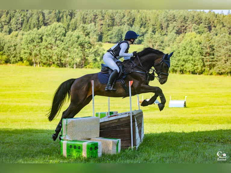 Cheval de sport irlandais Jument 7 Ans 166 cm Bai in St. Georgen im Attergau