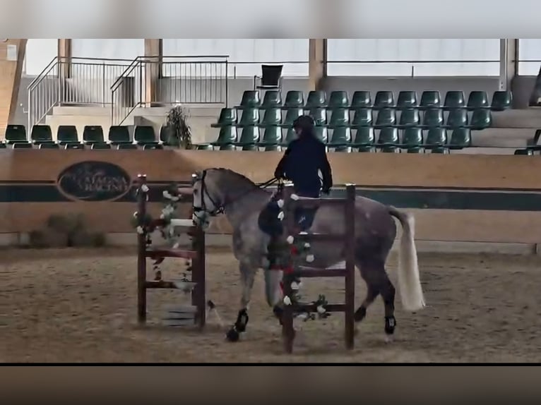 Cheval de sport irlandais Jument 7 Ans 167 cm Gris in St. Pölten
