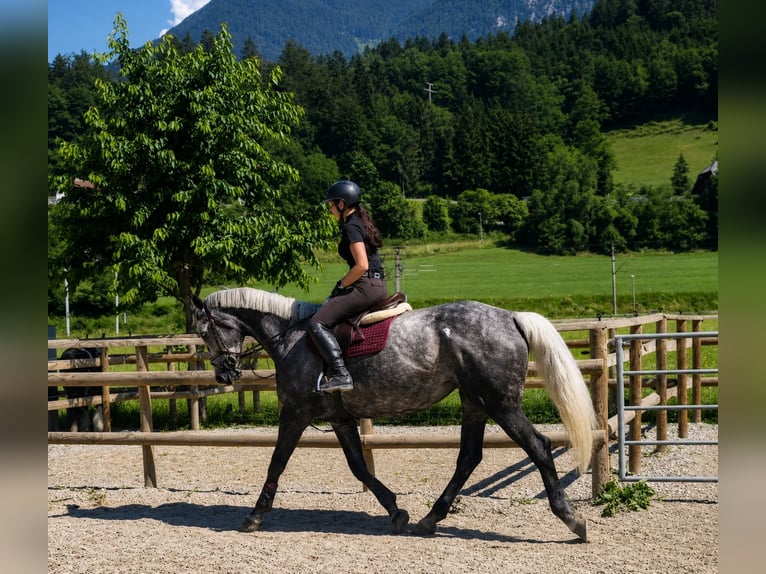 Cheval de sport irlandais Jument 7 Ans 167 cm Gris pommelé in Gummern