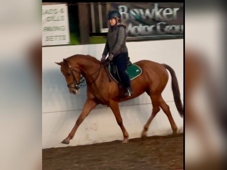 Cheval de sport irlandais Jument 7 Ans 168 cm Alezan brûlé in Blackburn