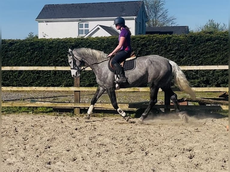 Cheval de sport irlandais Jument 7 Ans 168 cm Gris pommelé in Sligo