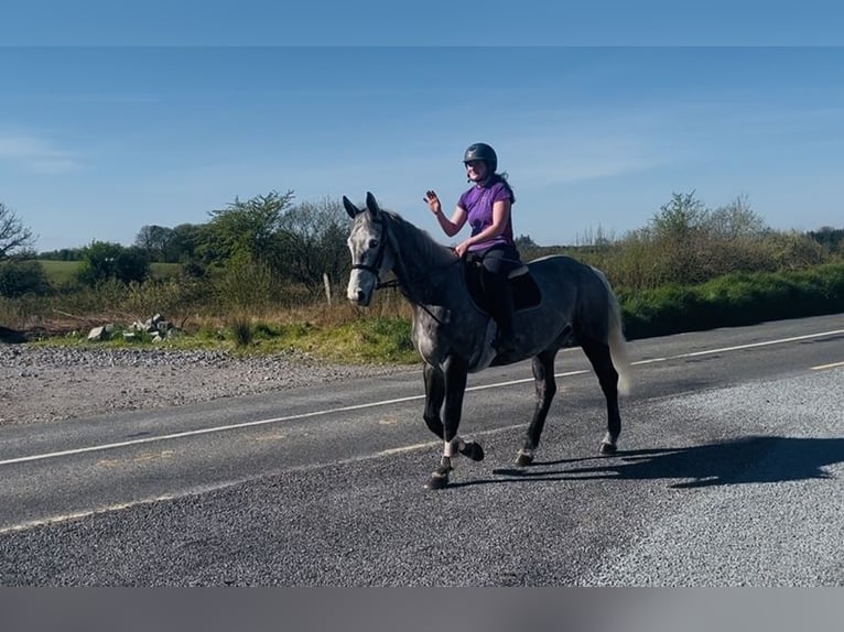 Cheval de sport irlandais Jument 7 Ans 168 cm Gris pommelé in Sligo
