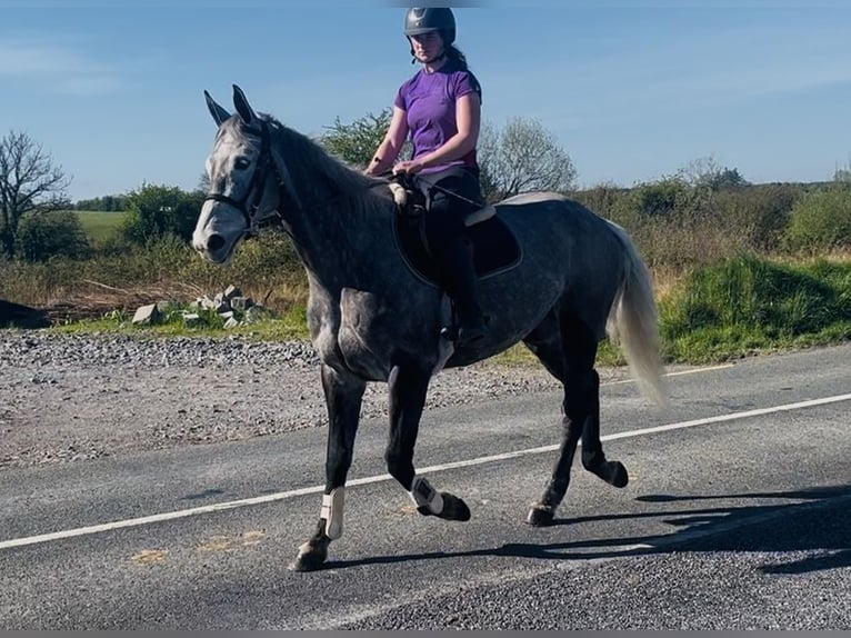 Cheval de sport irlandais Jument 7 Ans 168 cm Gris pommelé in Sligo