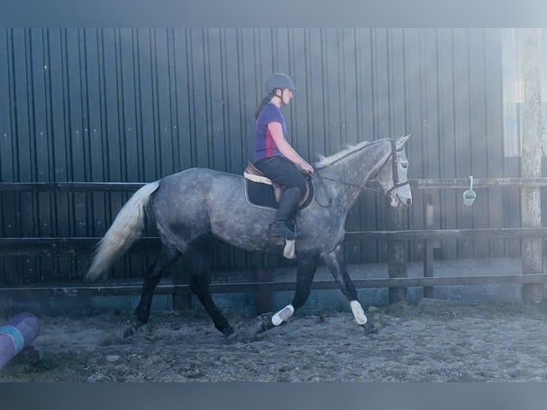Cheval de sport irlandais Jument 7 Ans 168 cm Gris pommelé in Sligo
