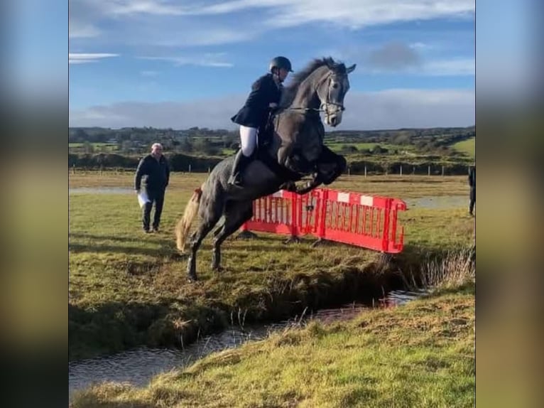 Cheval de sport irlandais Jument 7 Ans 168 cm Gris pommelé in Sligo