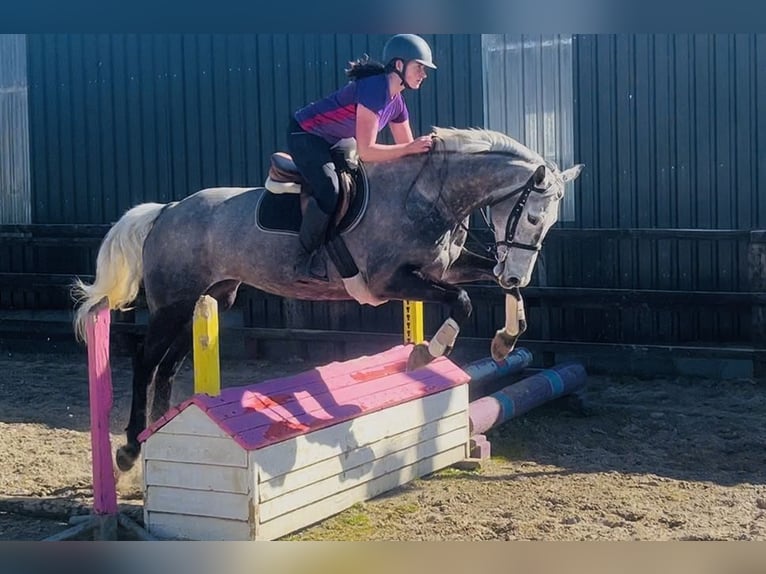 Cheval de sport irlandais Jument 7 Ans 168 cm Gris pommelé in Sligo