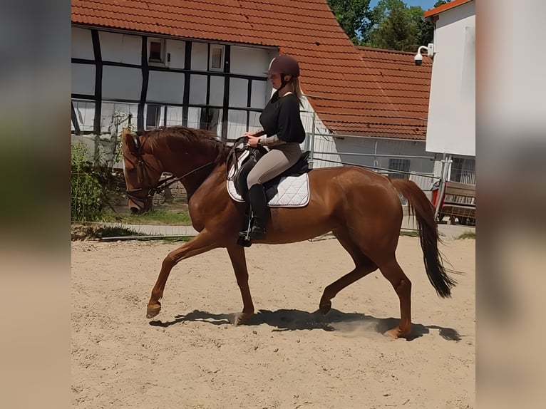 Cheval de sport irlandais Jument 7 Ans 170 cm Alezan in Lage