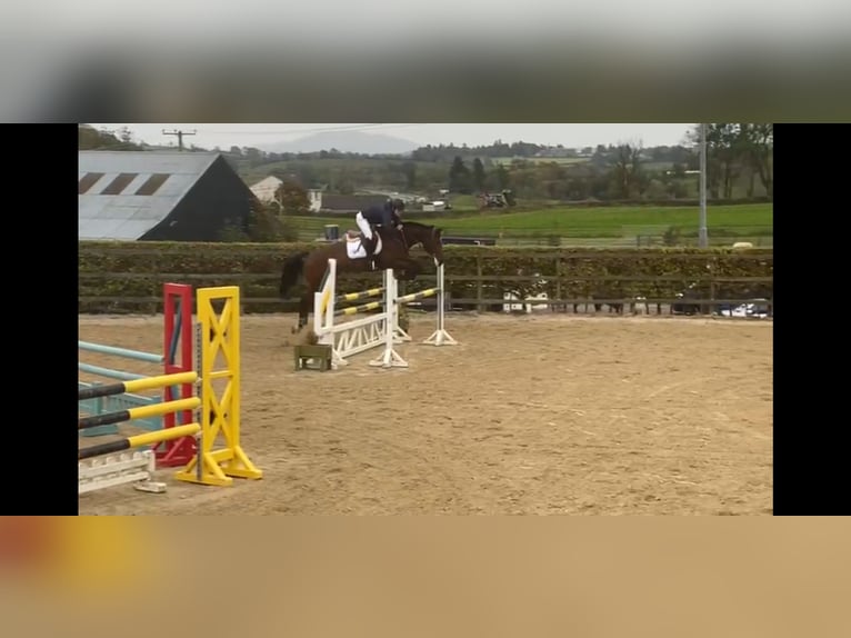 Cheval de sport irlandais Jument 7 Ans 170 cm Bai cerise in Sligo