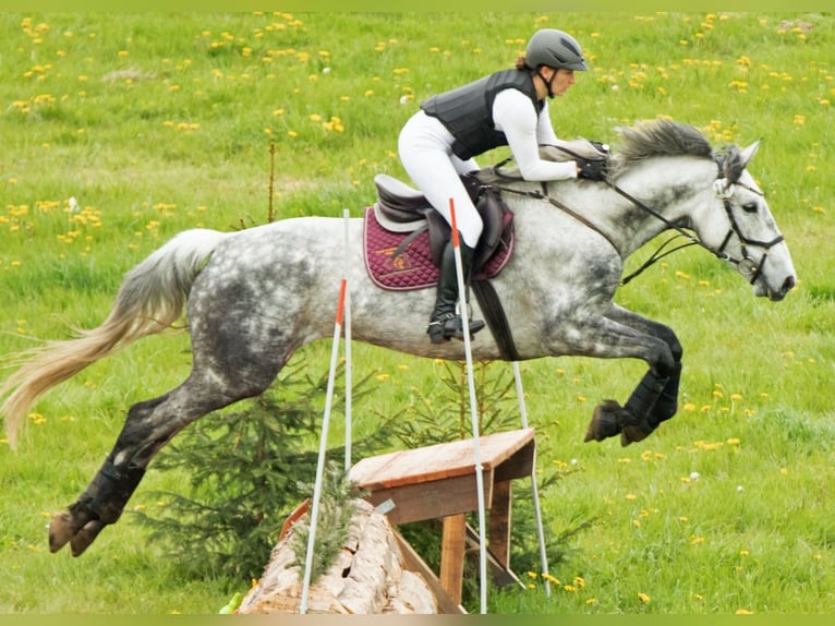 Cheval de sport irlandais Jument 7 Ans 172 cm Gris pommelé in Parkentin
