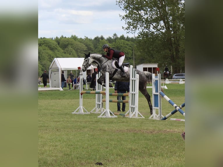 Cheval de sport irlandais Jument 7 Ans 172 cm Gris pommelé in Parkentin