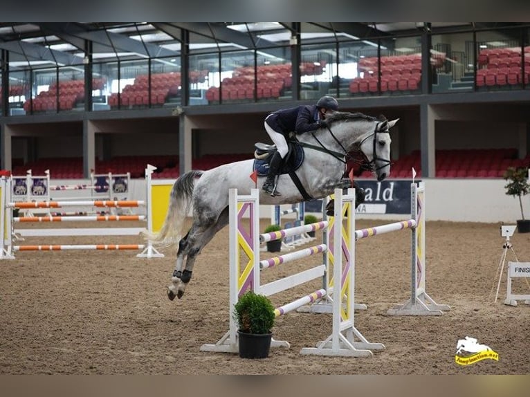Cheval de sport irlandais Jument 7 Ans 175 cm Gris in Rathangan