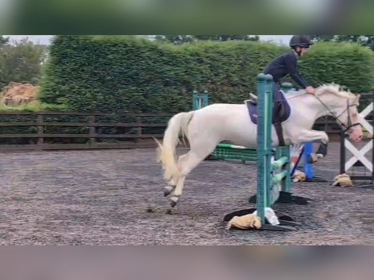 Cheval de sport irlandais Jument 8 Ans 138 cm Cremello in Mow Cop