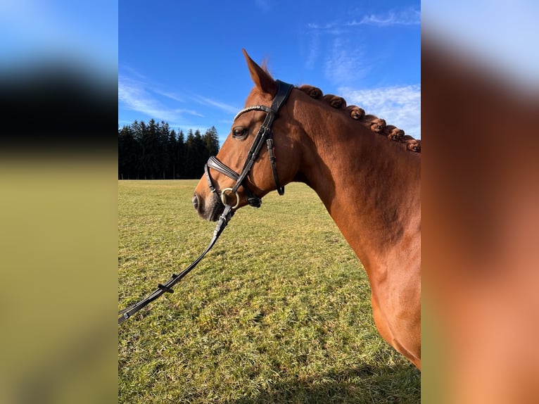 Cheval de sport irlandais Jument 8 Ans 149 cm Alezan in Markt Rettenbach