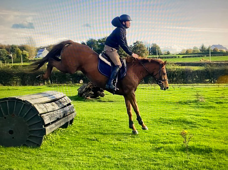 Cheval de sport irlandais Jument 8 Ans 149 cm Alezan in Markt Rettenbach