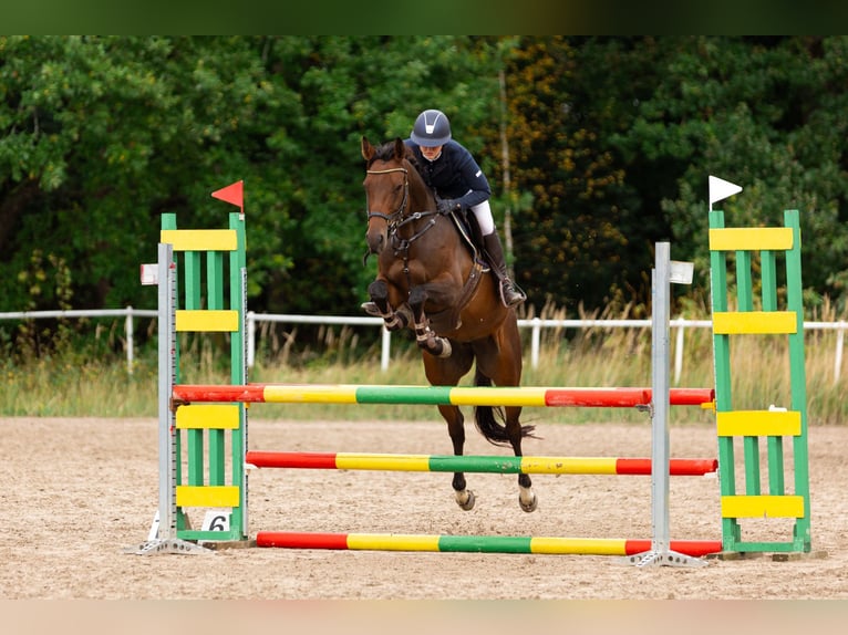 Cheval de sport irlandais Jument 8 Ans 155 cm Bai cerise in Lieto