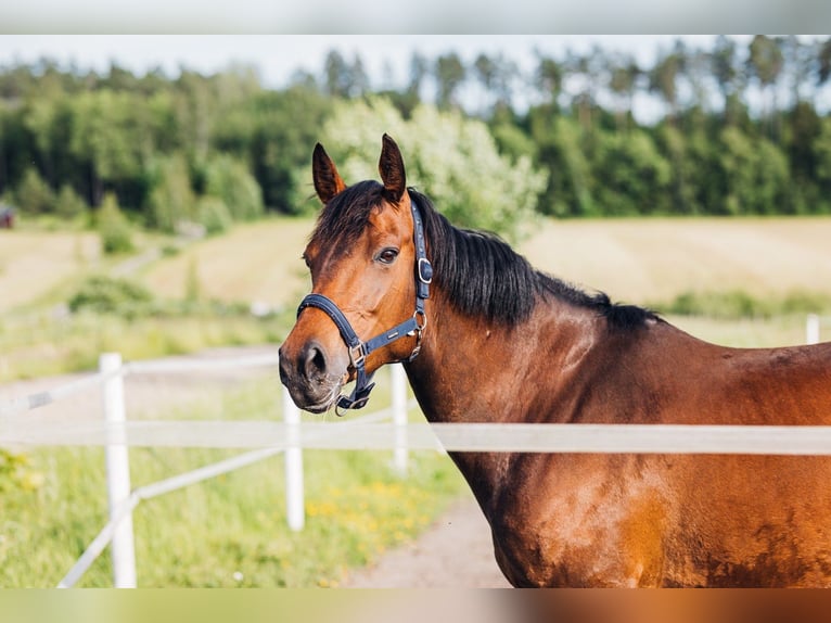 Cheval de sport irlandais Jument 8 Ans 155 cm Bai cerise in Lieto