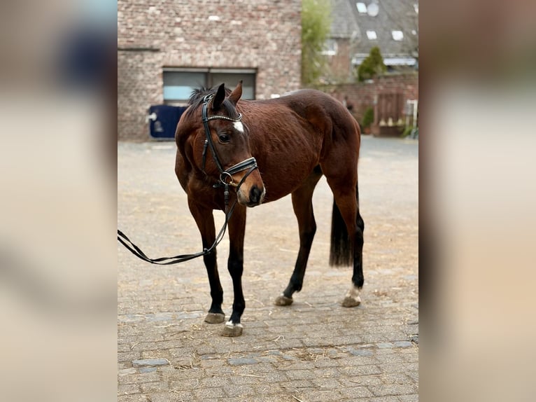 Cheval de sport irlandais Jument 8 Ans 158 cm Bai brun in Grevenbroich