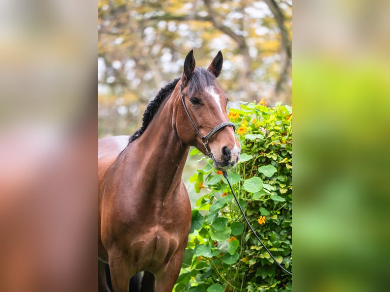 Cheval de sport irlandais Jument 8 Ans 158 cm Bai in Edewecht