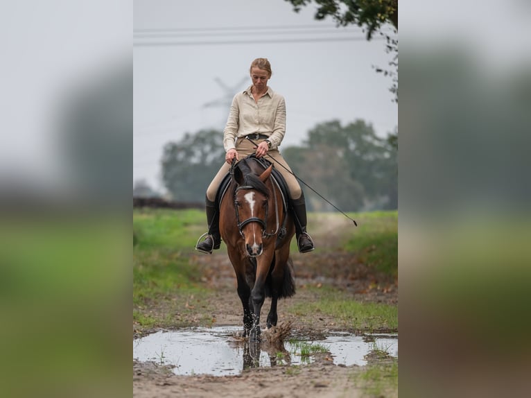 Cheval de sport irlandais Jument 8 Ans 158 cm Bai in Edewecht