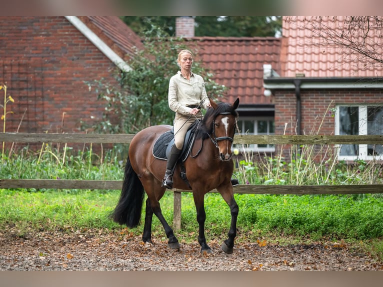 Cheval de sport irlandais Jument 8 Ans 158 cm Bai in Edewecht