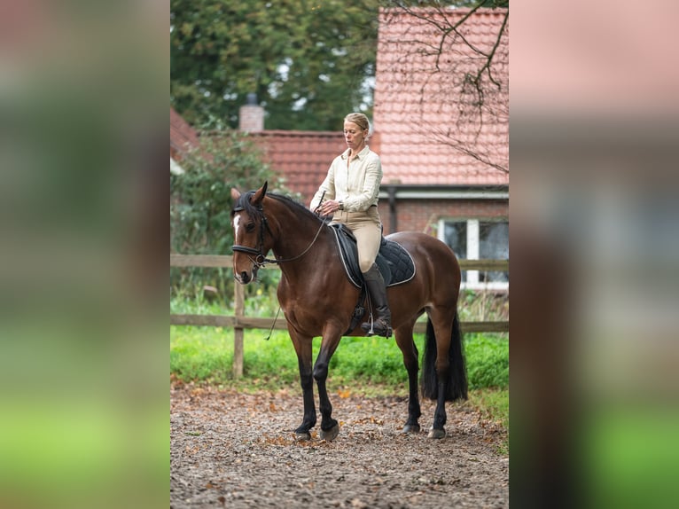 Cheval de sport irlandais Jument 8 Ans 158 cm Bai in Edewecht