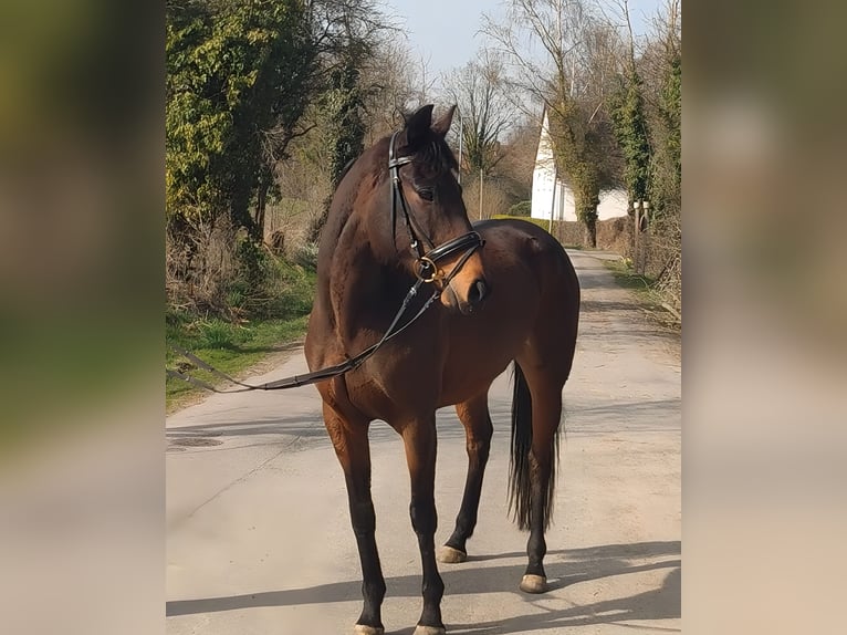 Cheval de sport irlandais Jument 8 Ans 159 cm Bai brun in Lage